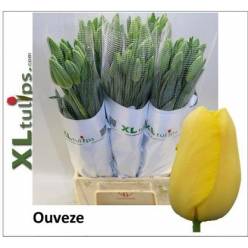 Tulipan Frances Ouveze 55cm Am