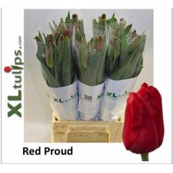 Tulipan Frances Red Proud 60cm Sal.