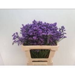 Limonium Hol. Arizona Blue 60cm "T25"