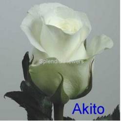 Rosa Africa Akito 50cm x10 (7 Dias - 2)