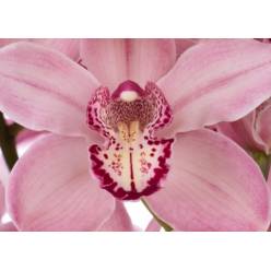 Cymbidium Mrs Rebecca Rs 80cm (7 Dias - 2)