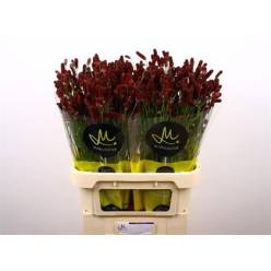 Sanguisorba Officinalis Red Dream 70cm "T25" (7 Dias - 2)