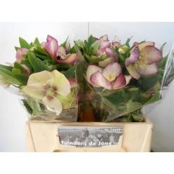 Helleborus Queens Picotte 40cm  (7 Dias - 2)