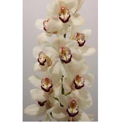 Cymbidium Mrs Esmee **70cm** Bl (7 Dias - 2)