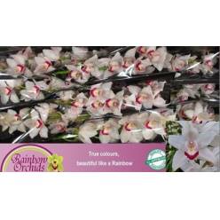 Cymbidium Beyonce 60cm Bl. (7 Dias - 2)