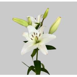 Lilium LA.  Blanco 80cm 3/4 fl. (7 Dias - 2)