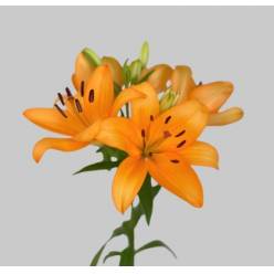 Lilium LA.  Naranja/Salmn 80cm 3/4 fl. (7 Dias - 2)