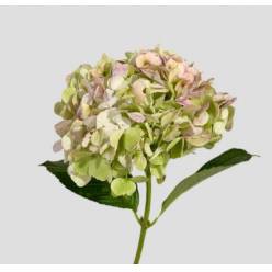 Hortensia Premium Antic Green 60cm 17/18 "CC30"