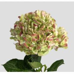 Hortensia Premium Antic Green Red 60cm 17/18 "CC30"