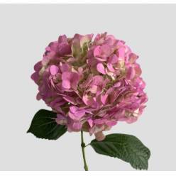 Hortensia Premium Tint. Antic Lavanda 60cm 17/18