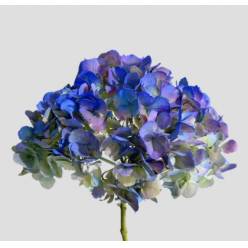 Hortensia Premium Tint. Antic Azul 60cm 17/18