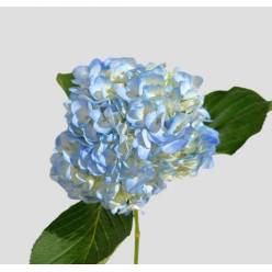 Hortensia Select Azul 60cm 15/16 (7 Dias - 2)