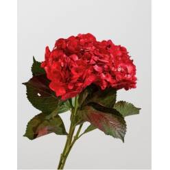 Hortensia Premium Tint. Rojo 60cm 17/18