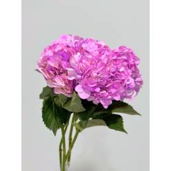 Hortensia Select Tint. lavanda  60cm 15/16 (7 Dias - 2)