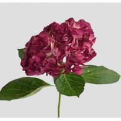 Hortensia Premium Lila "Peonia" 60cm 17/18 "Ame" (7 Dias - 2)