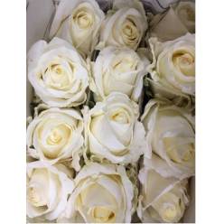 Rosa Col. White Chocolate 70cm