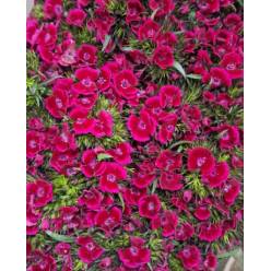 Dianthus Barbatus Italia Roig Fort 60cm "T50"