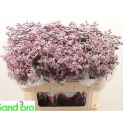 Limonium Hol. Safora Oshi Pink 70cm 40gr "T25"