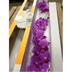 Phalaenopsis Kunming x25 (7 Dias - 2)