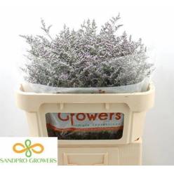 Limonium Hol. Misty Blue 90cm 35gr "T25"