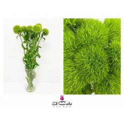 Dianthus Green 65cm