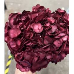 Hortensia Premium Burdeos 60cm 17/18