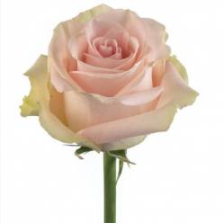 Rosa Col. Blessing 60cm Rs.