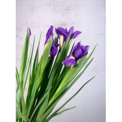 Iris Blue Magic 50cm  (Abierto)