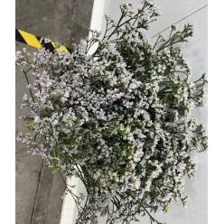 Limonium Hol. White Neto 70cm 50gr "T25"