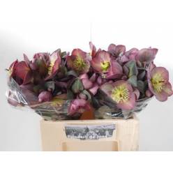 Helleborus Frk Dana Dulcet 40cm