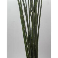 Equisetum Snakegras (7 Dias - 2)