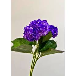 Hortensia Select Tint. Purple  60cm 15/16 (7 Dias - 2)