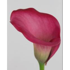 Calla Zazu 50cm Fres. (7 Dias - 2)