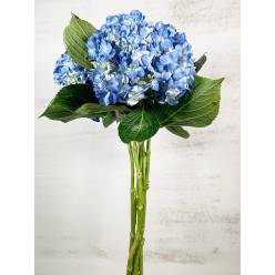 Hortensia Select Shocking Blue 60cm 15/16 (7 Dias - 2)