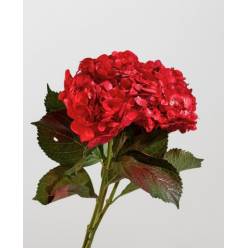 Hortensia Select Tint. Rojo 60cm 15/16 (7 Dias - 2)