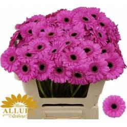 Gerbera Mini Hol. Dolcetto "T20" (7 Dias - 2)