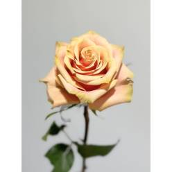 Rosa Ecu. Pink Amaretto 90cm (7 Dias - 2)