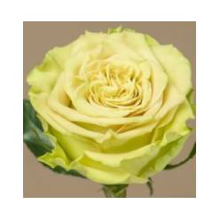 Rosa Col. Matcha 70cm (7 Dias - 2)