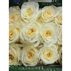 Rosa Ecu. Cream Shimmer 90cm (7 Dias - 2)