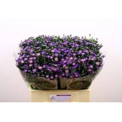 Aster Hol. Teeny Tiny Blue 60cm 15gr "T25" (7 Dias - 2)