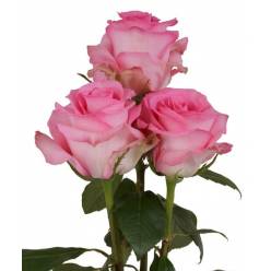 Rosa Col. Priceless 60cm (7 Dias - 2)