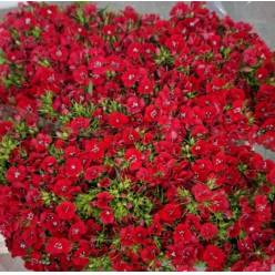 Dianthus Barbatus Italia Red 60cm "T50" (7 Dias - 2)