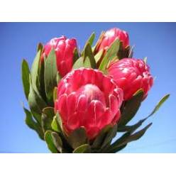 Protea Lancelot 70cm (7 Dias - 2)