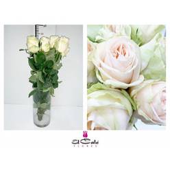 Rosa Hol. Wedding Rose 50cm (7 Dias - 2)