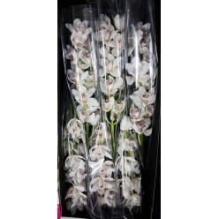 Cymbidium Silver 80cm Bl (7 Dias - 2)