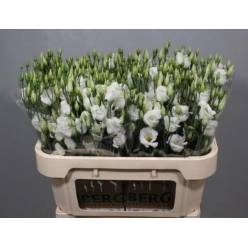 Lisiantus Hol. Piccolo White 70cm 55gr "T10" (7 Dias - 2)