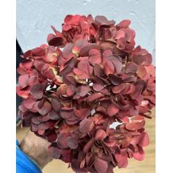 Hortensia Premium Antic Burdeos Classic 60cm 17/18