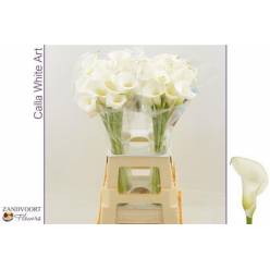 Calla White Mambo 60cm