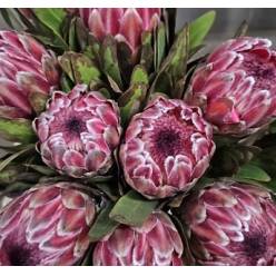 Protea Pink Ice 60cm (7 Dias - 2)